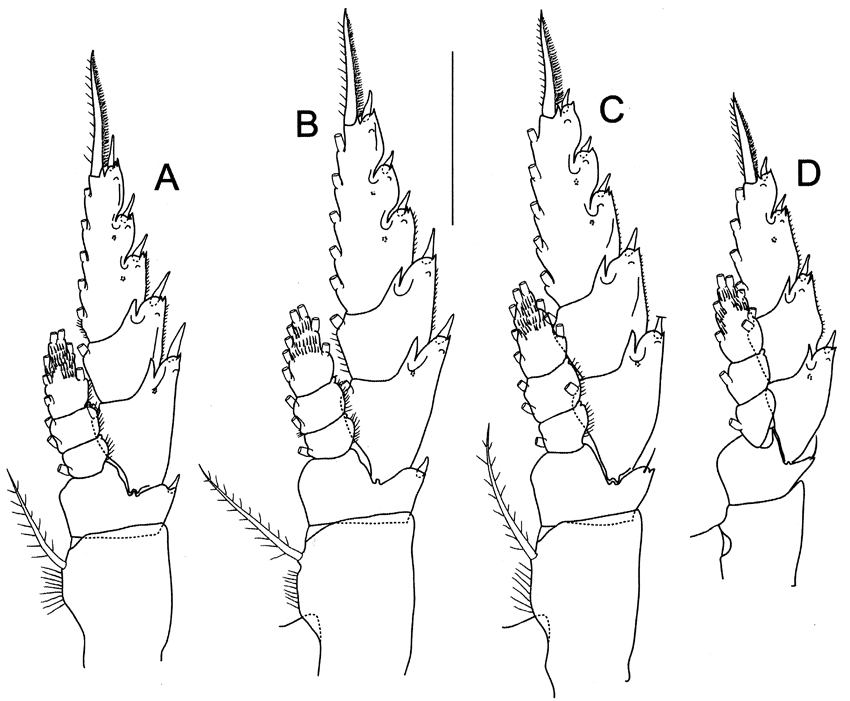 Species Bathycalanus bucklinae - Plate 4 of morphological figures