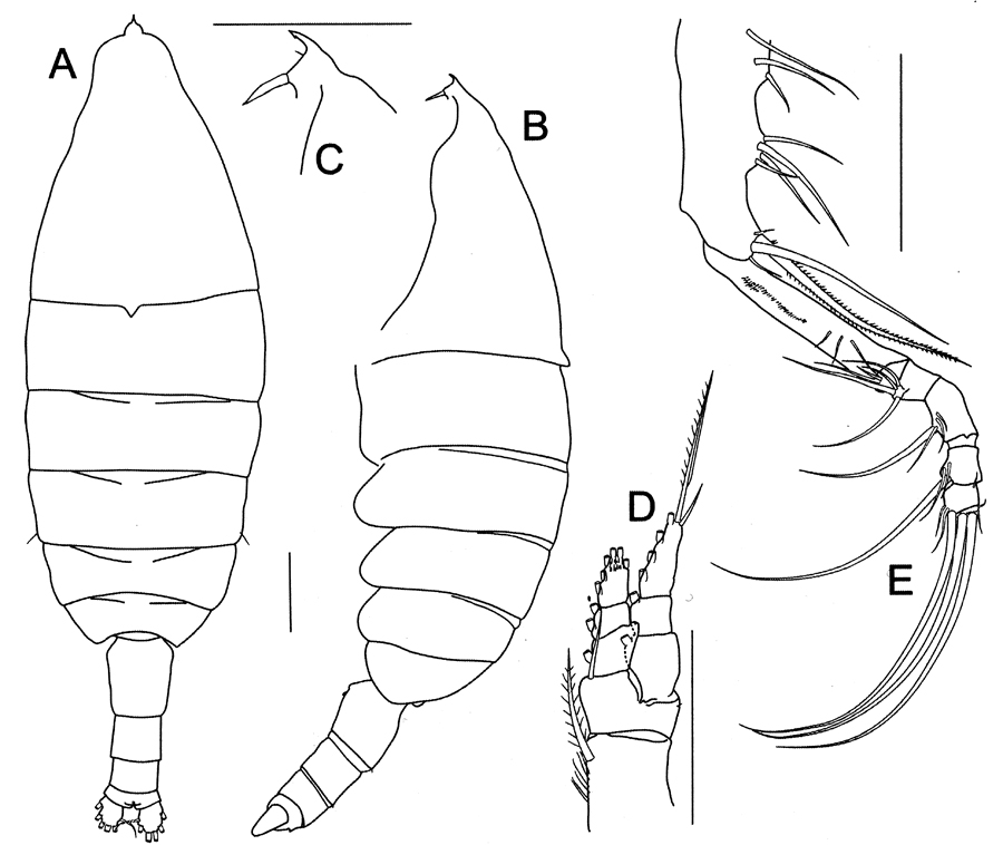 Espce Bathycalanus unicornis - Planche 3 de figures morphologiques