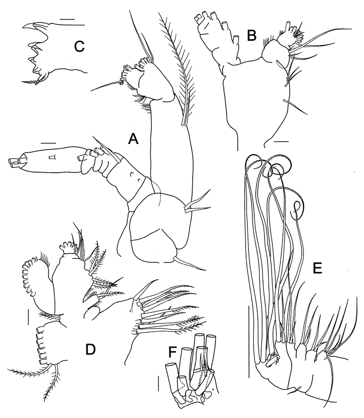 Espce Bathycalanus unicornis - Planche 5 de figures morphologiques