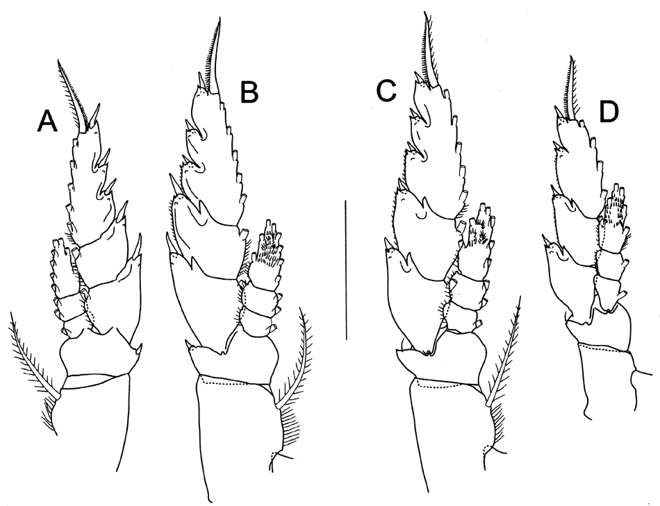 Espce Bathycalanus unicornis - Planche 6 de figures morphologiques
