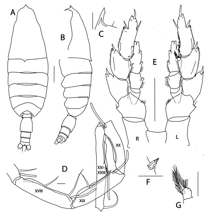 Espce Bathycalanus unicornis - Planche 7 de figures morphologiques
