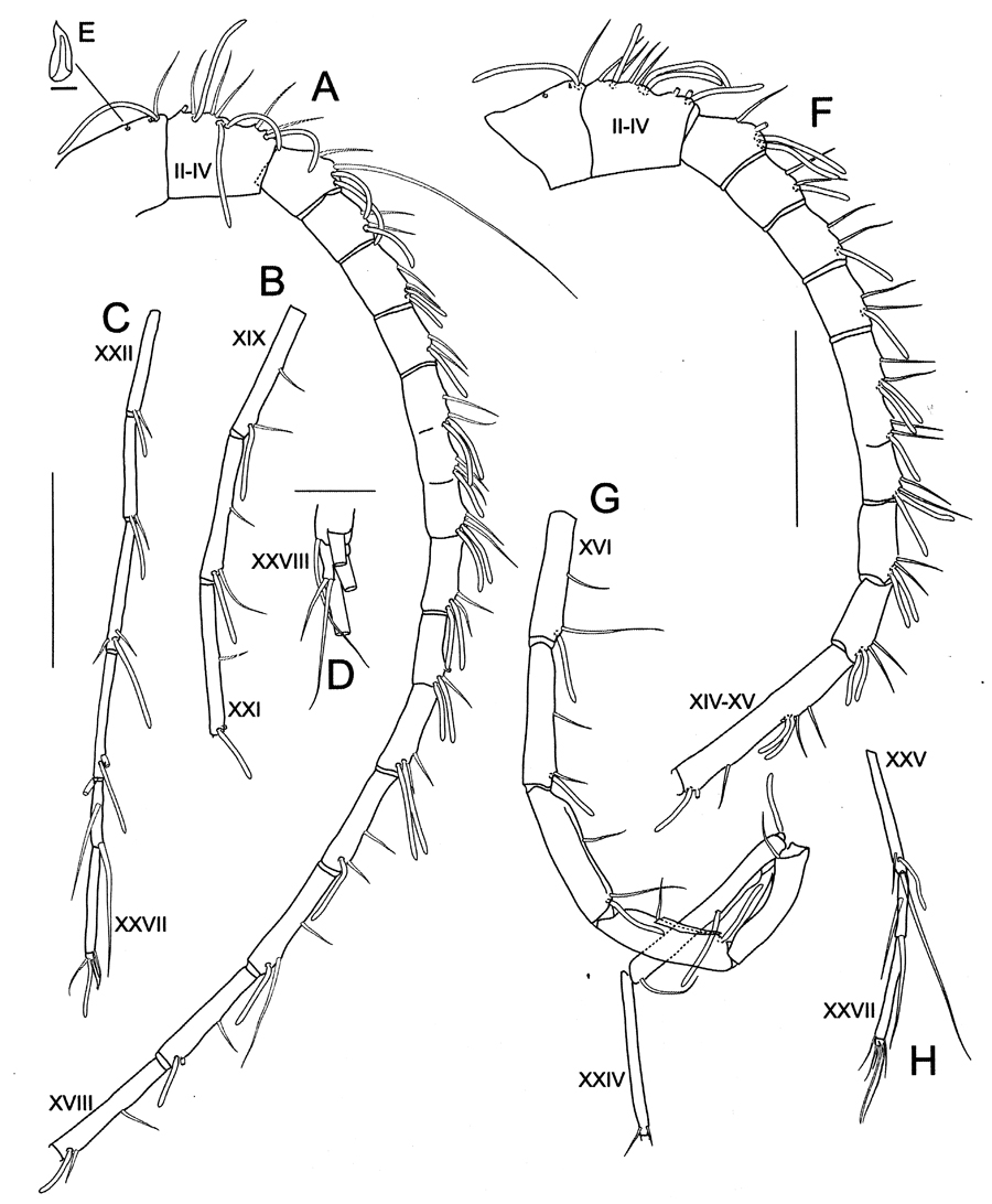 Species Bathycalanus unicornis - Plate 8 of morphological figures