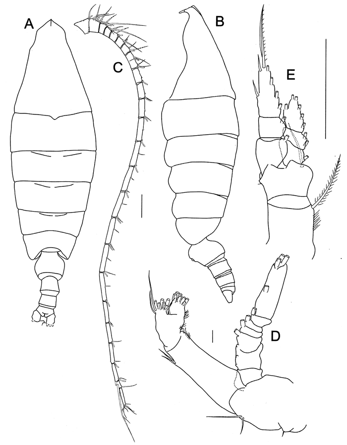 Espèce Elenacalanus princeps - Planche 7 de figures morphologiques