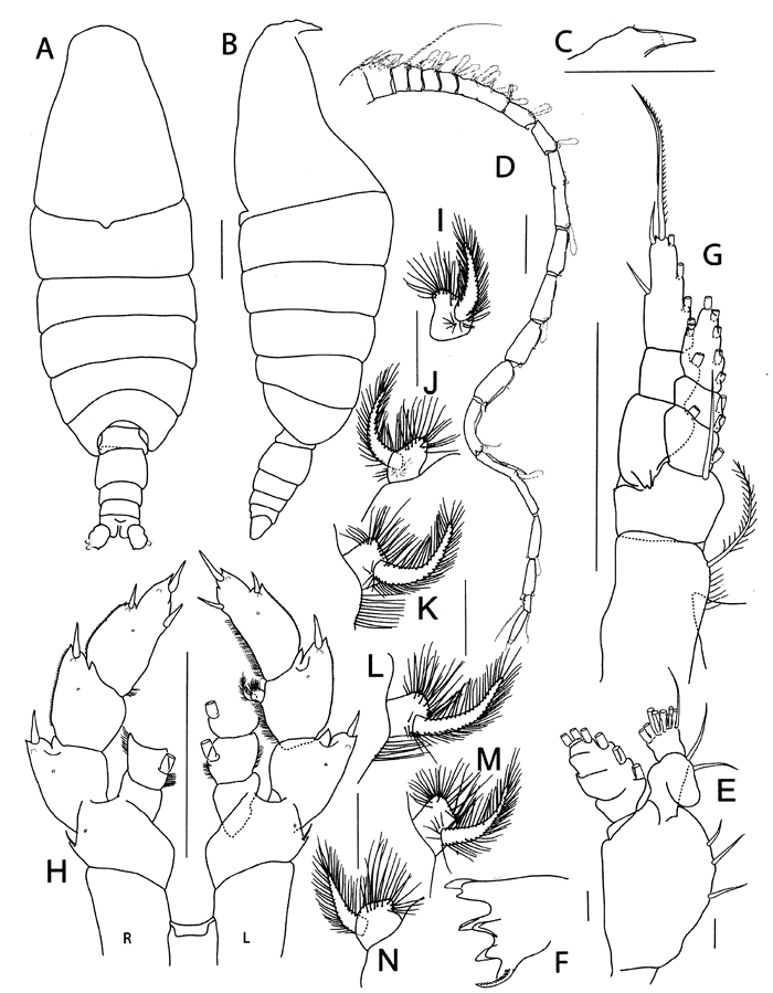 Species Elenacalanus princeps - Plate 11 of morphological figures