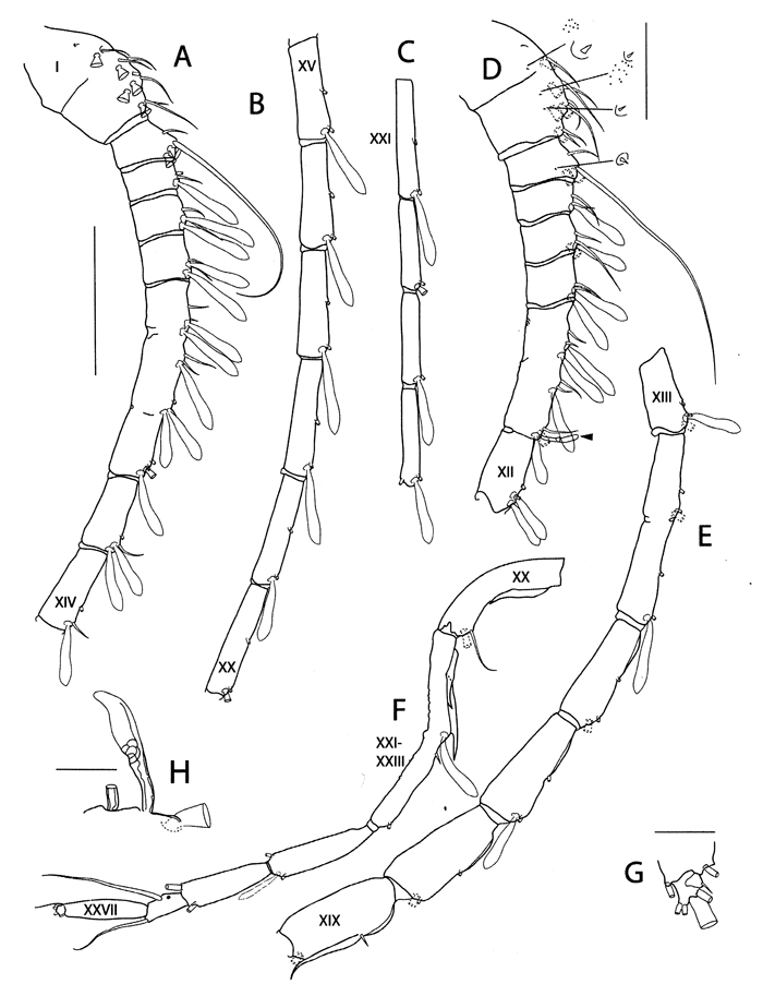 Species Elenacalanus princeps - Plate 12 of morphological figures
