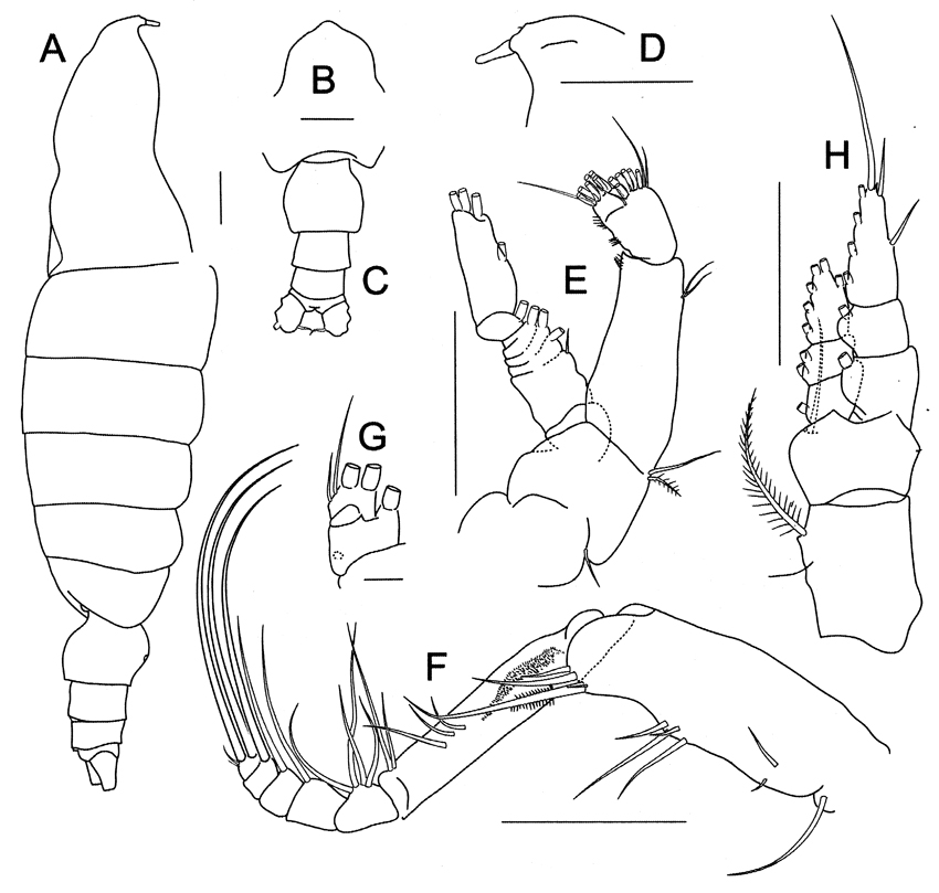Species Elenacalanus eltaninae - Plate 7 of morphological figures