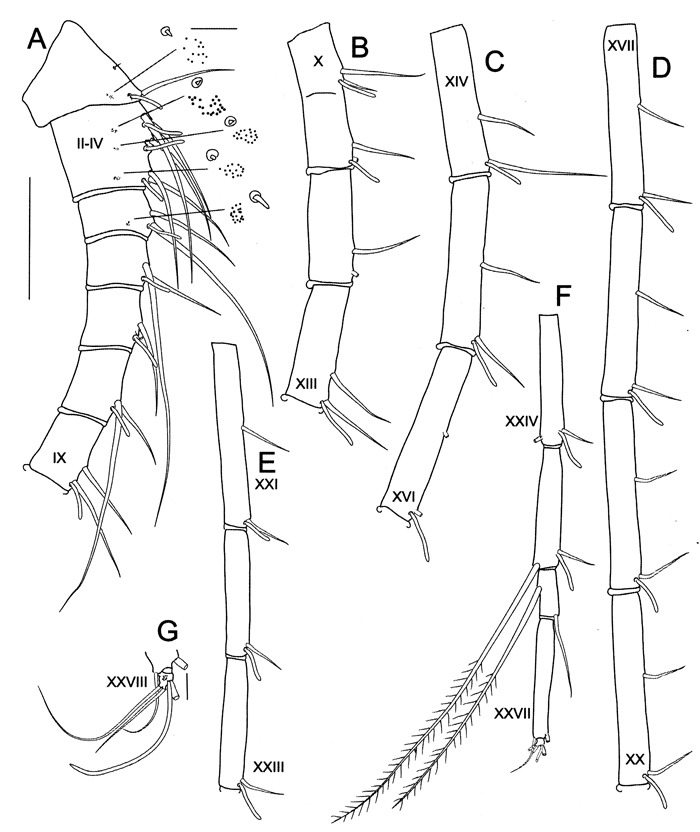 Species Elenacalanus eltaninae - Plate 8 of morphological figures