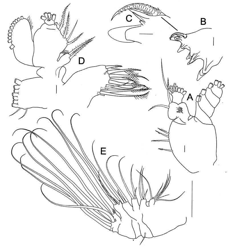 Species Elenacalanus eltaninae - Plate 9 of morphological figures