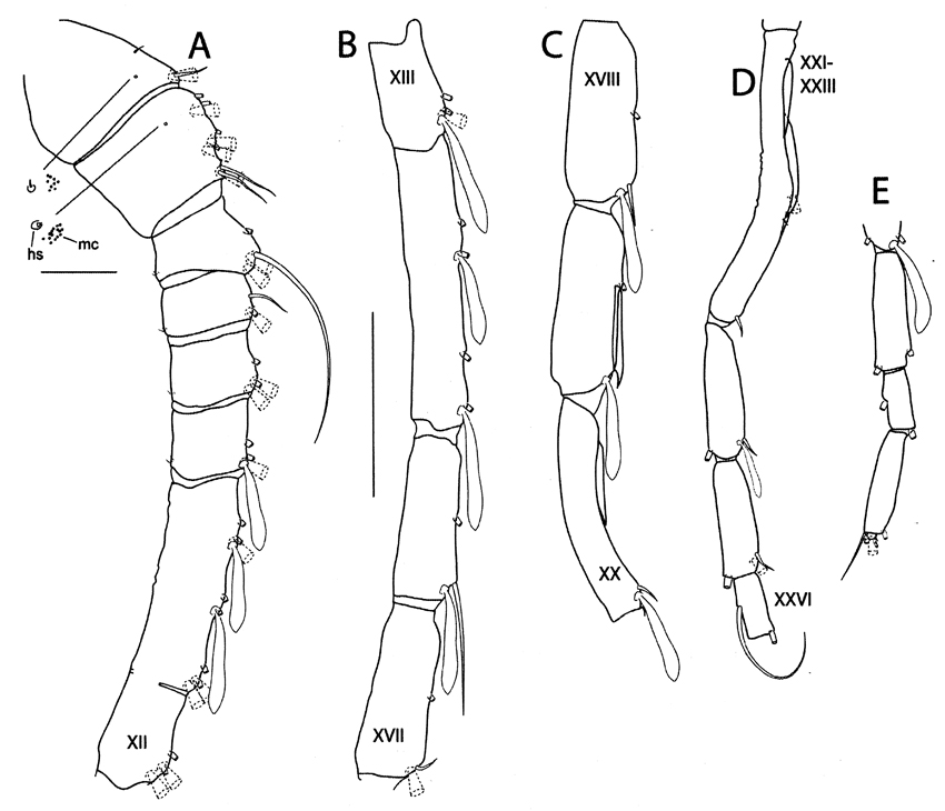Species Elenacalanus eltaninae - Plate 11 of morphological figures