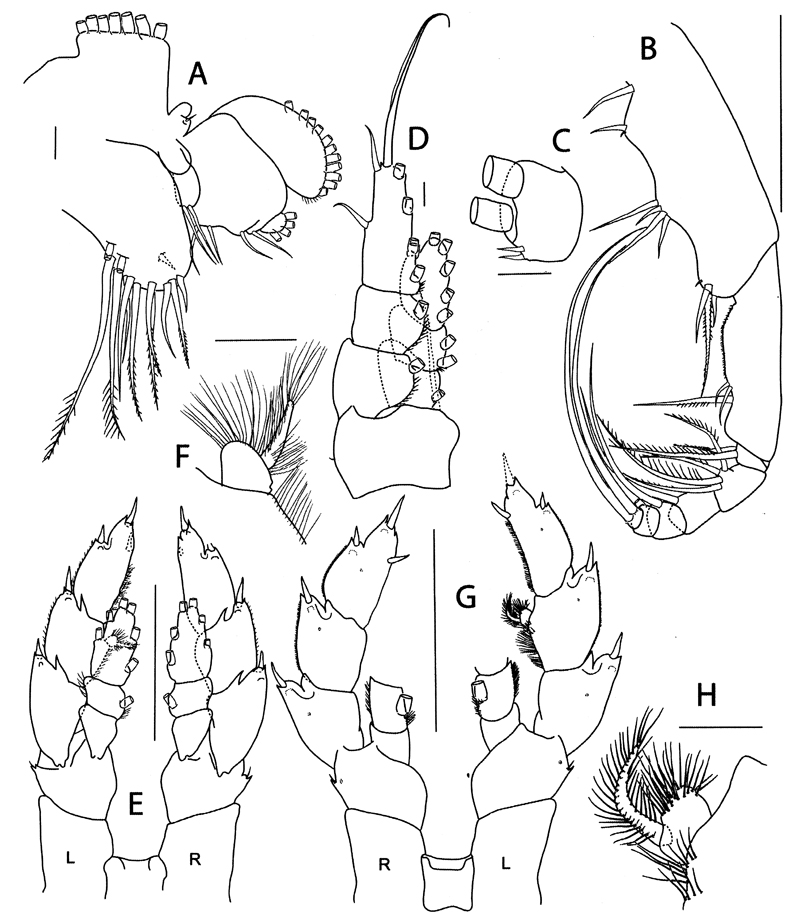 Species Elenacalanus eltaninae - Plate 12 of morphological figures