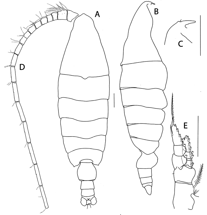 Species Elenacalanus tageae - Plate 1 of morphological figures