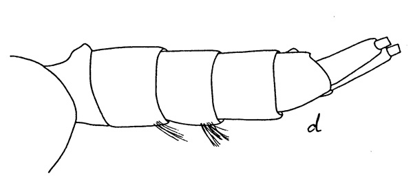 Species Pleuromamma scutullata - Plate 1 of morphological figures