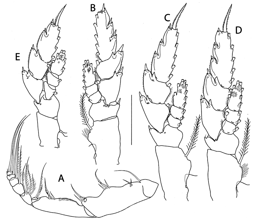 Species Elenacalanus tageae - Plate 3 of morphological figures