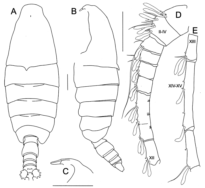 Species Elenacalanus tageae - Plate 4 of morphological figures