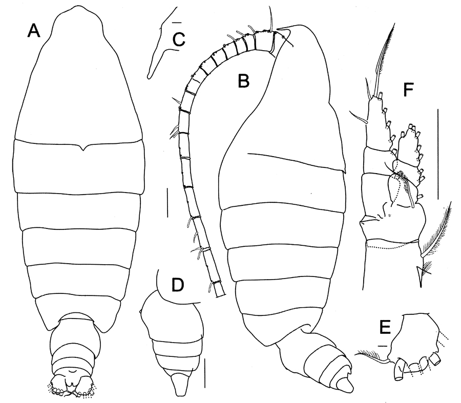 Species Elenacalanus inflatus - Plate 3 of morphological figures