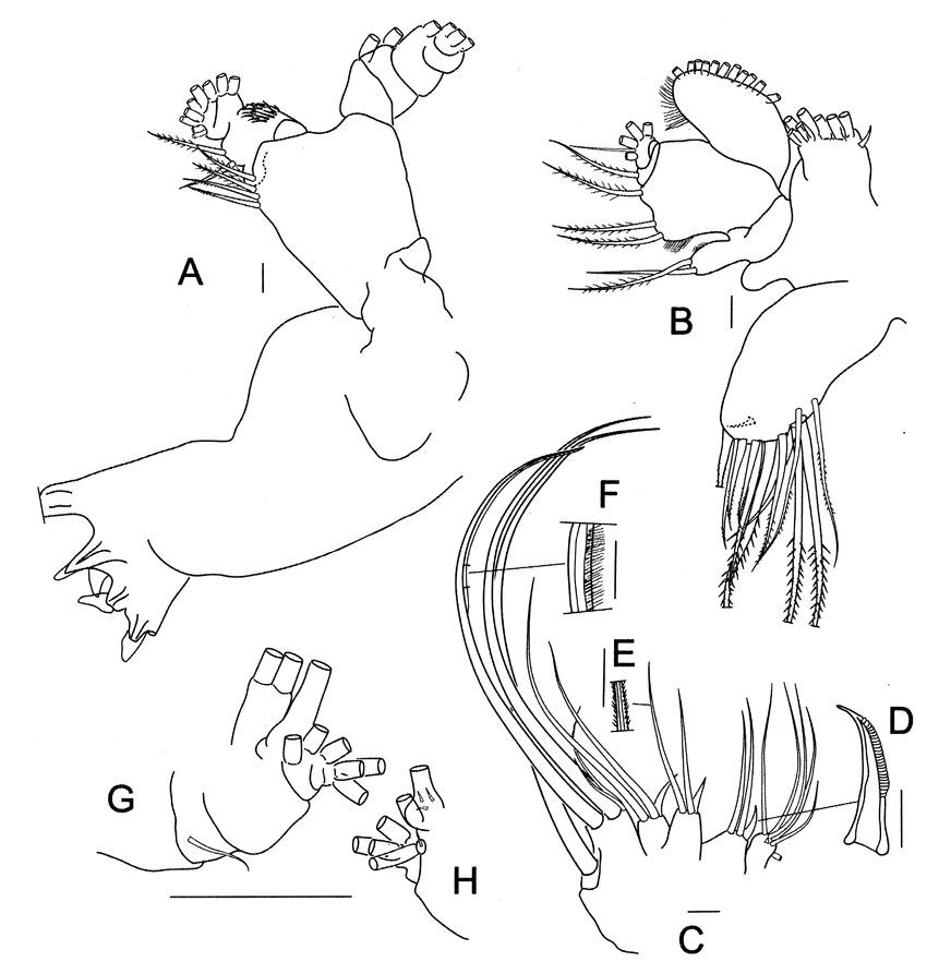 Species Elenacalanus inflatus - Plate 5 of morphological figures