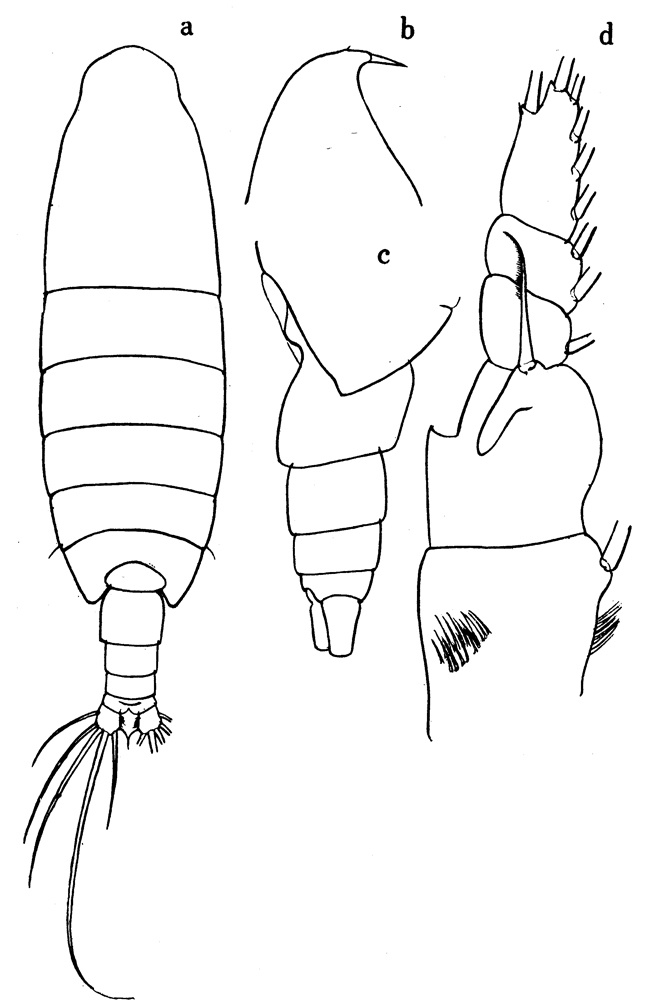 Species Megacalanus ericae - Plate 3 of morphological figures