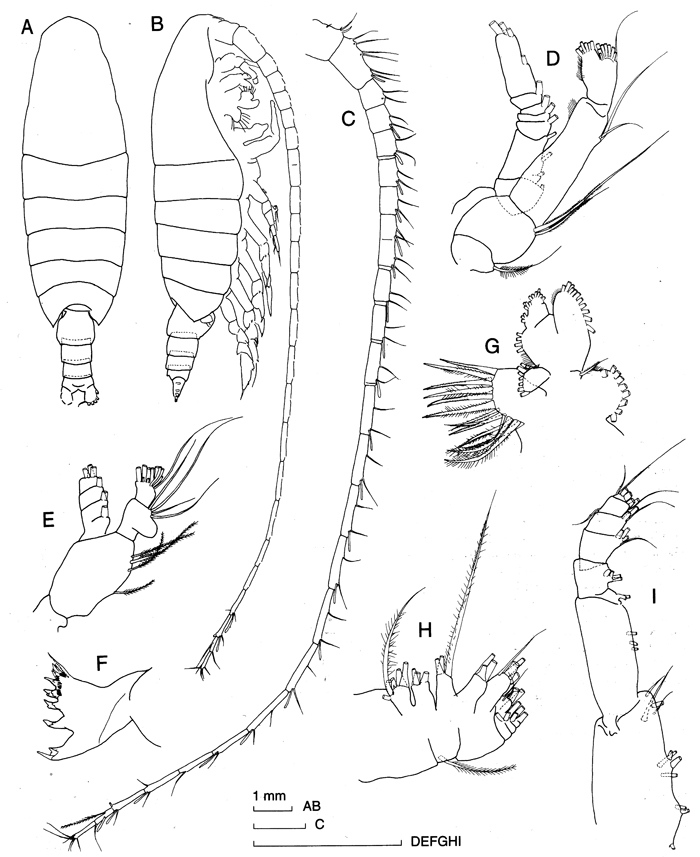 Espce Megacalanus ericae - Planche 4 de figures morphologiques