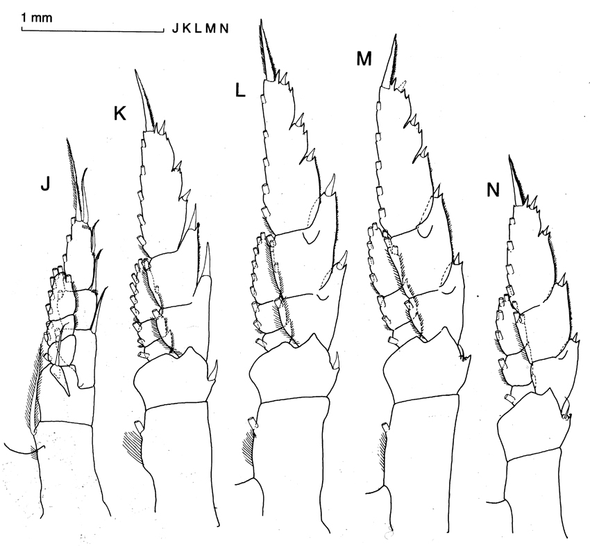 Espce Megacalanus ericae - Planche 5 de figures morphologiques