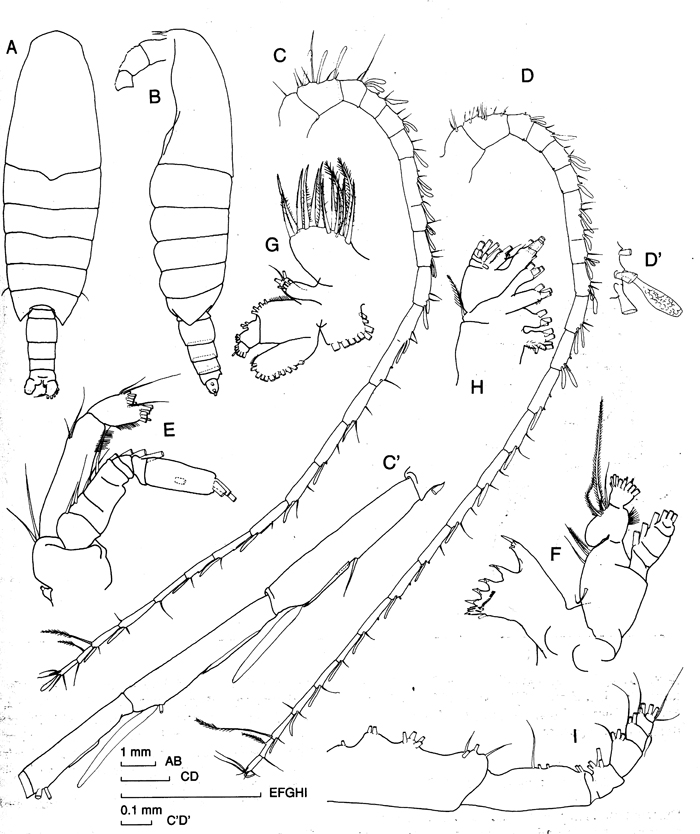 Espce Megacalanus ericae - Planche 6 de figures morphologiques