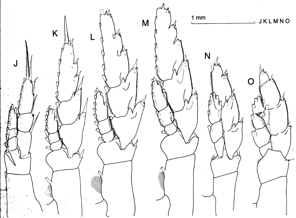 Espce Megacalanus ericae - Planche 7 de figures morphologiques