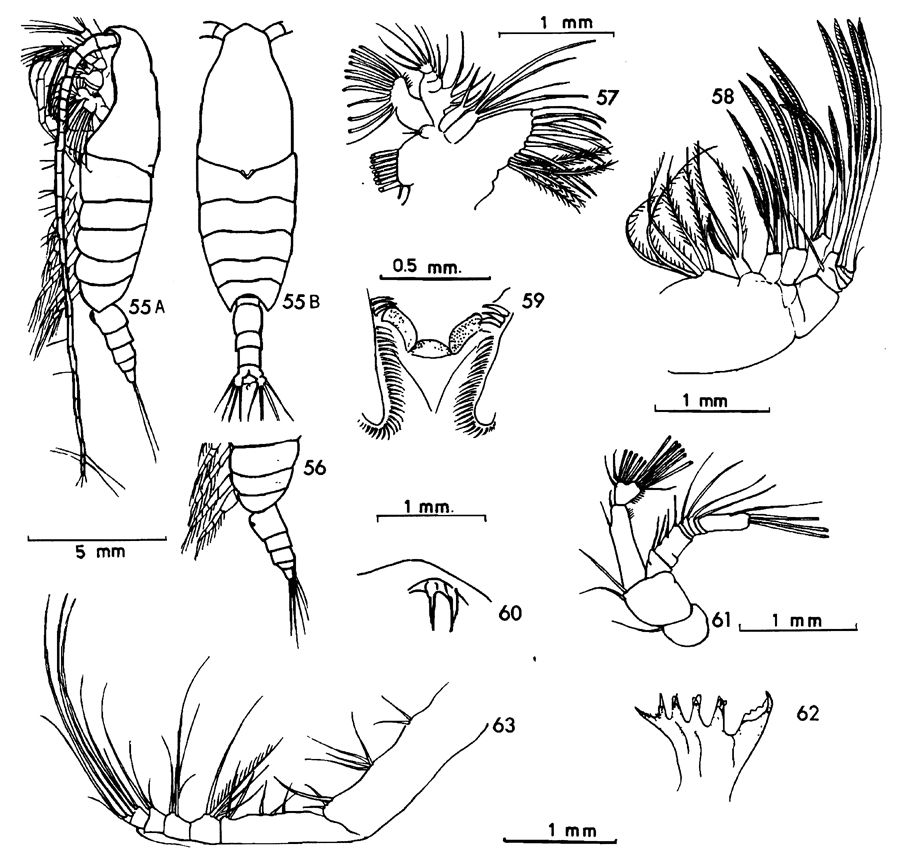 Species Bradycalanus typicus - Plate 7 of morphological figures