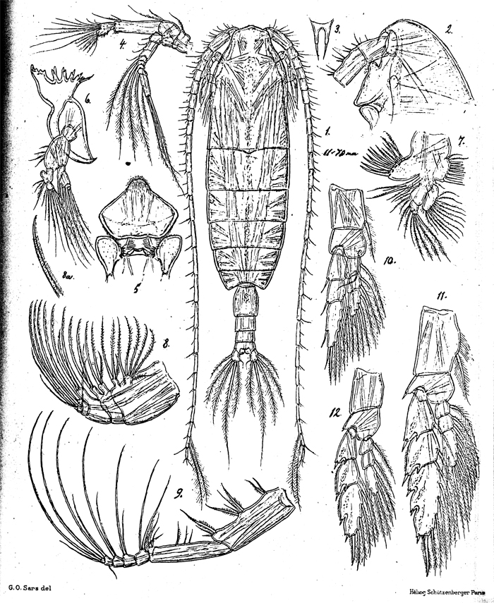 Species Bradycalanus typicus - Plate 9 of morphological figures