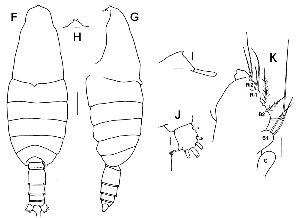 Species Bathycalanus bradyi - Plate 15 of morphological figures