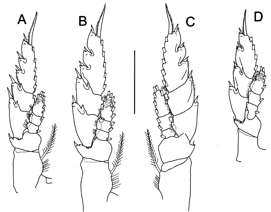 Species Bathycalanus richardi - Plate 15 of morphological figures