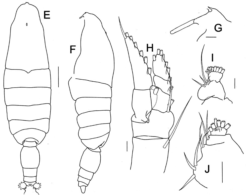 Species Bathycalanus richardi - Plate 16 of morphological figures
