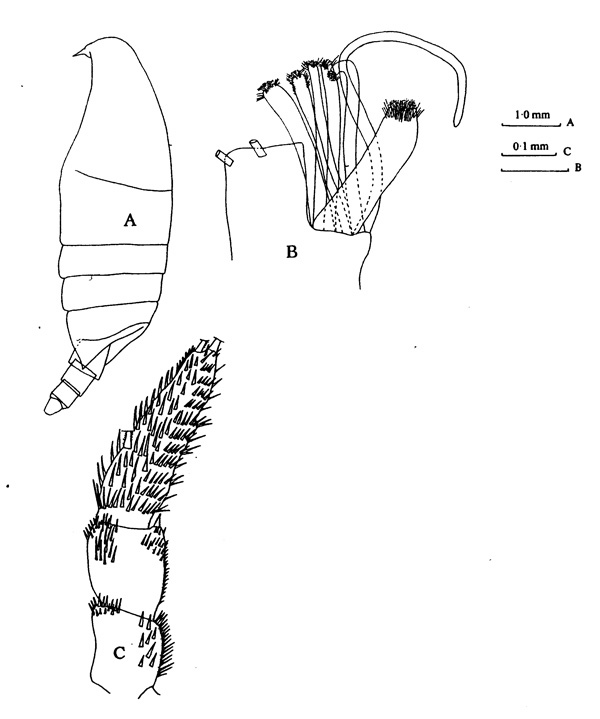 Species Onchocalanus trigoniceps - Plate 1 of morphological figures
