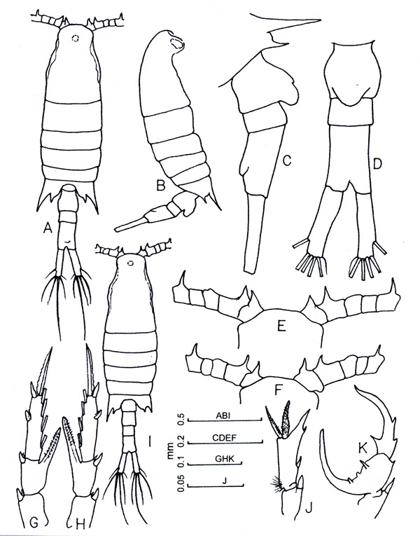 Species Centropages furcatus - Plate 3 of morphological figures