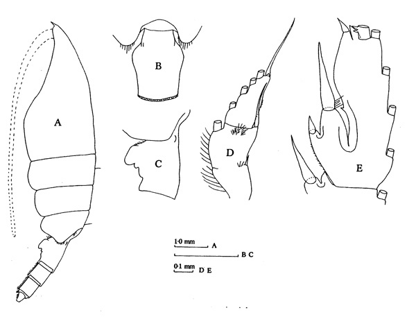 Espce Paraeuchaeta comosa - Planche 5 de figures morphologiques