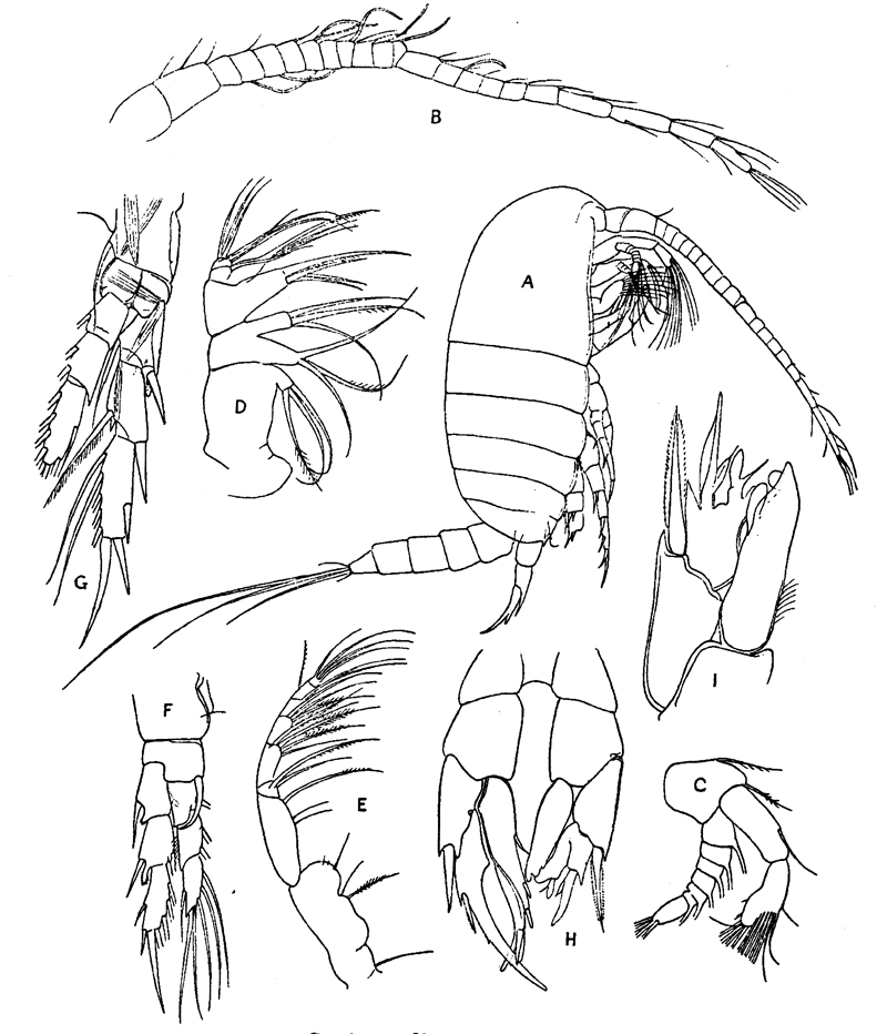 Espèce Ridgewayia typica - Planche 9 de figures morphologiques