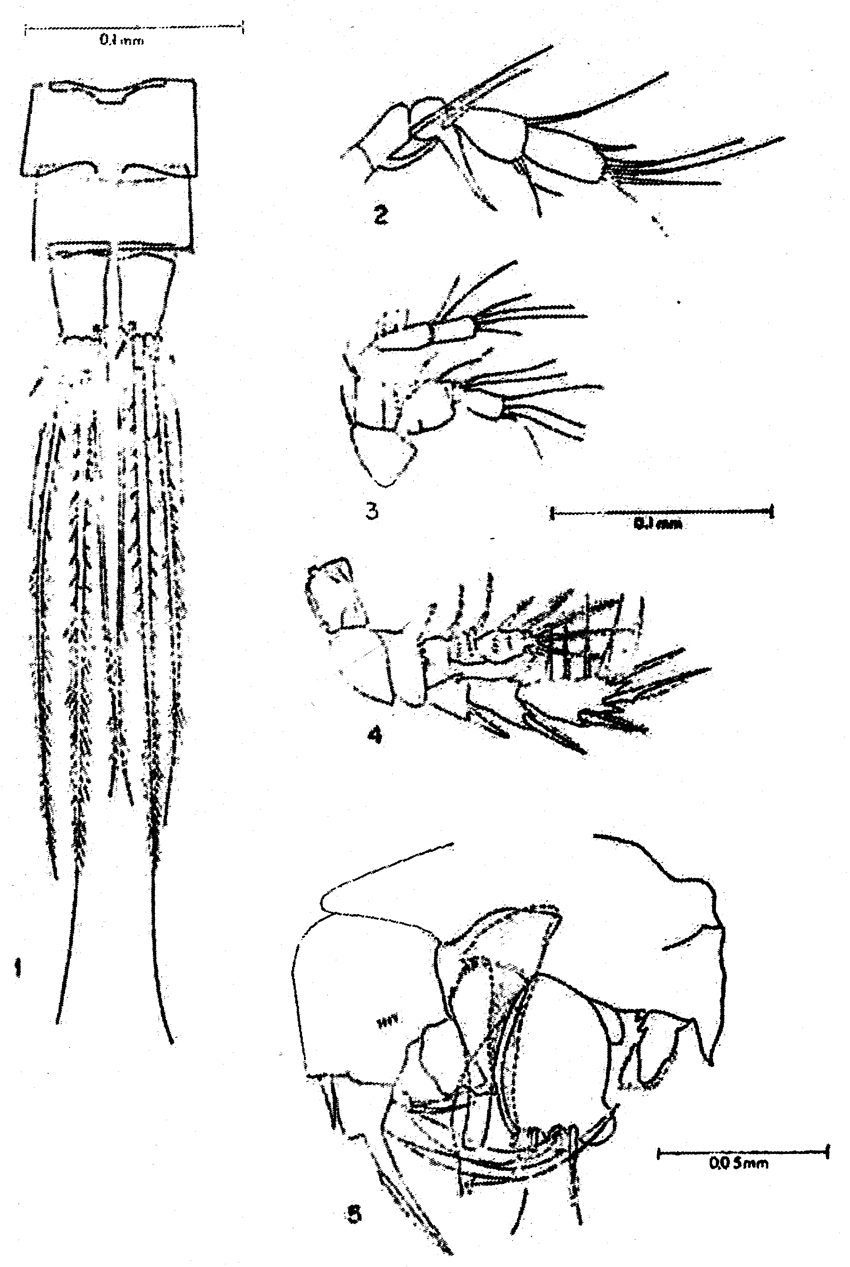 Espèce Pseudocyclops steinitzi - Planche 1 de figures morphologiques