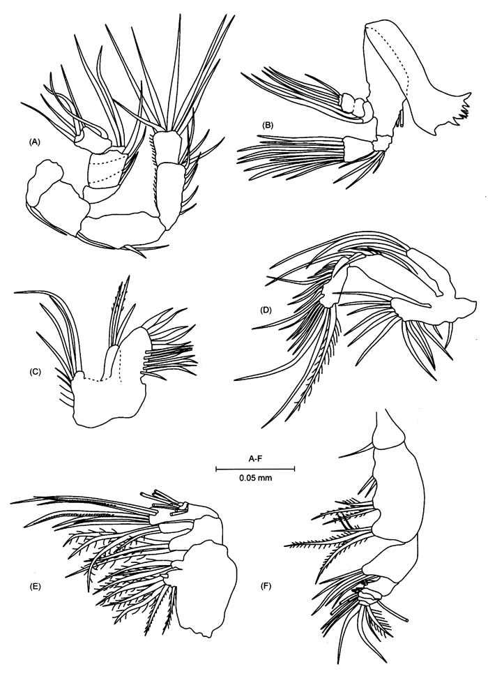 Espèce Pseudocyclops giussanii - Planche 2 de figures morphologiques