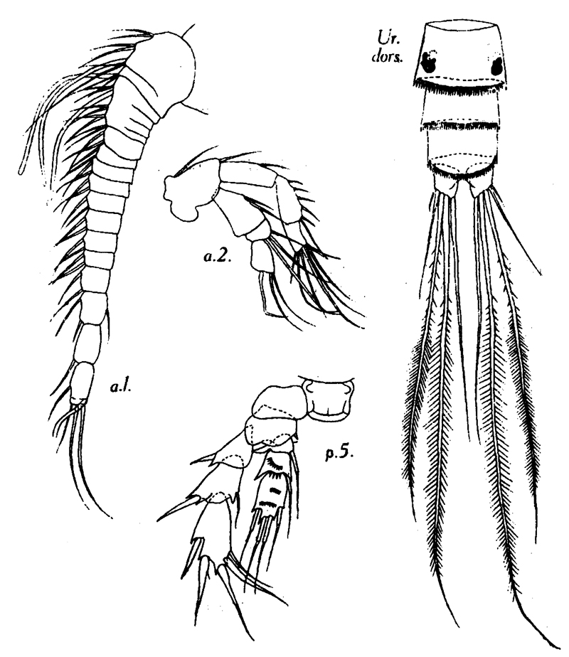 Espce Pseudocyclops reductus - Planche 1 de figures morphologiques