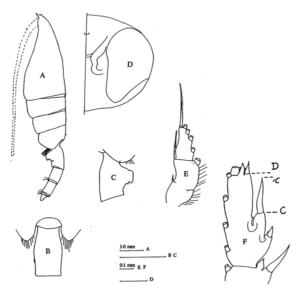Species Paraeuchaeta barbata - Plate 7 of morphological figures