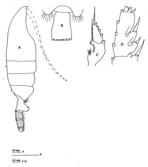 Species Paraeuchaeta antarctica - Plate 4 of morphological figures