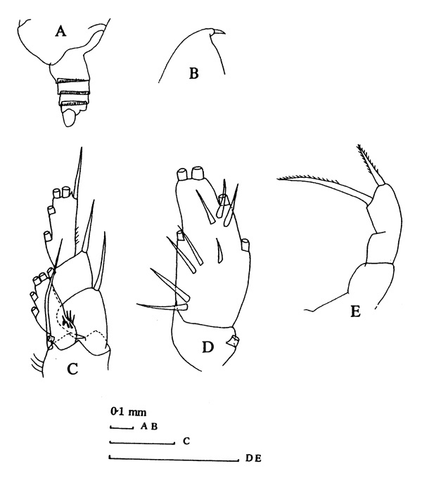 Espèce Archescolecithrix auropecten - Planche 3 de figures morphologiques