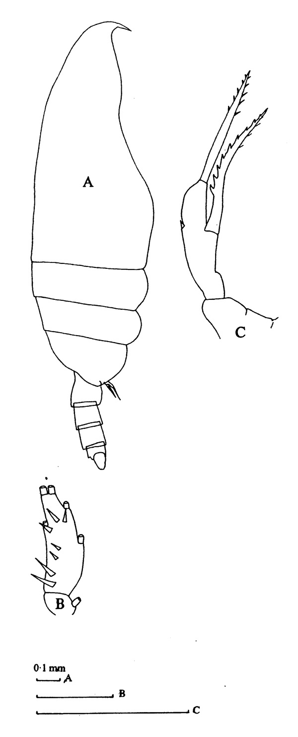 Espèce Scaphocalanus echinatus - Planche 4 de figures morphologiques