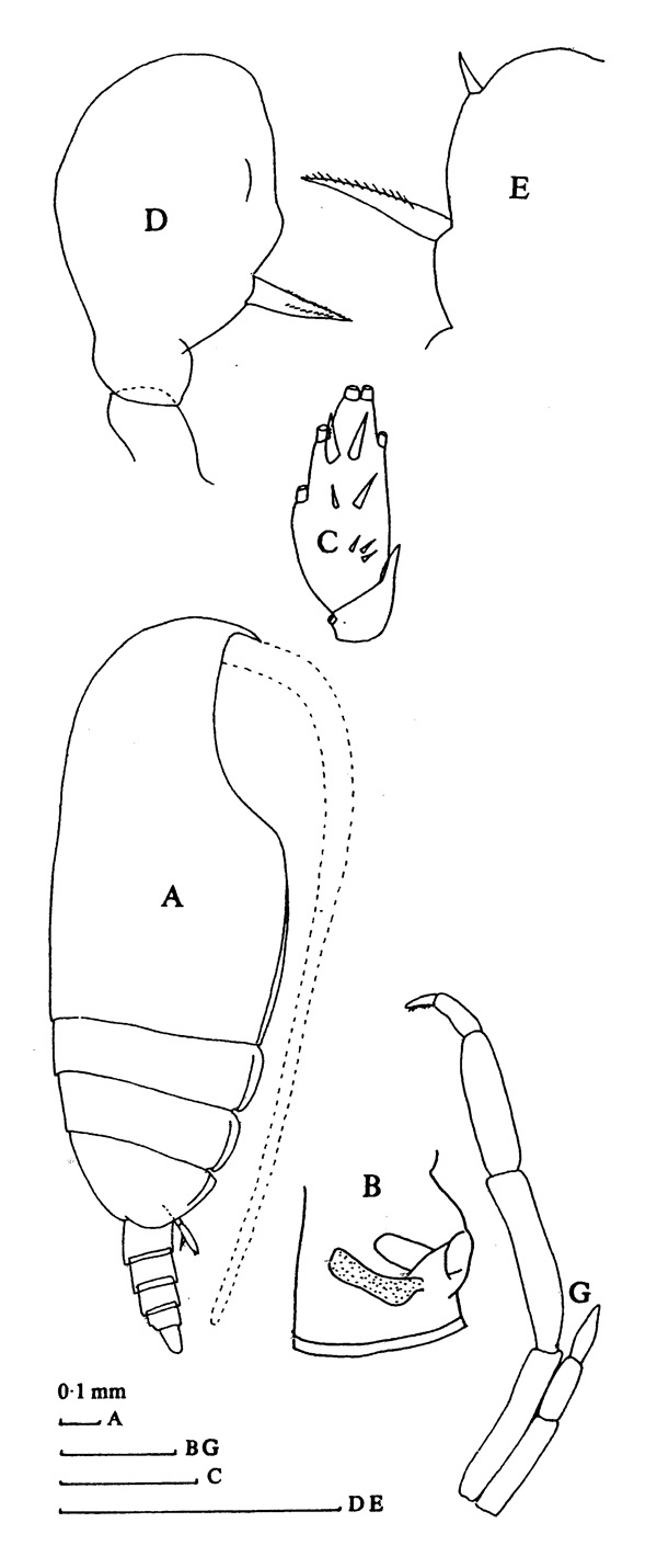 Espce Pseudoamallothrix ovata - Planche 4 de figures morphologiques