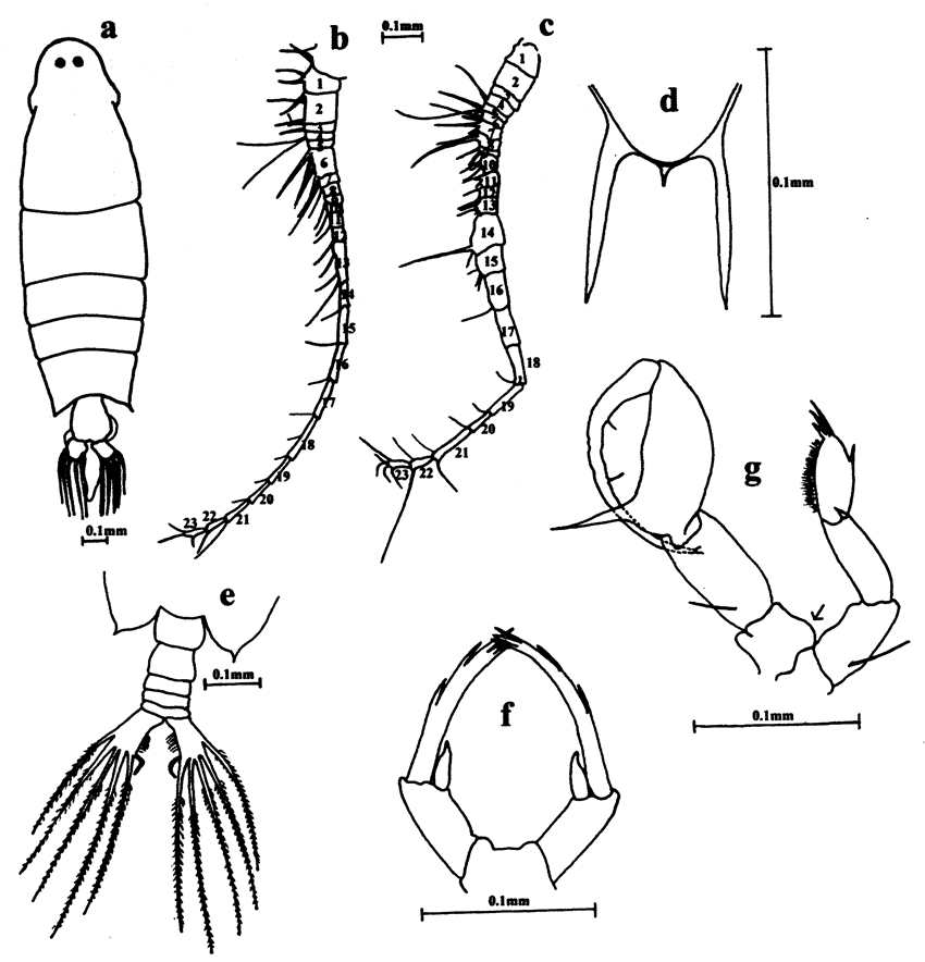 Species Labidocera madurae - Plate 8 of morphological figures