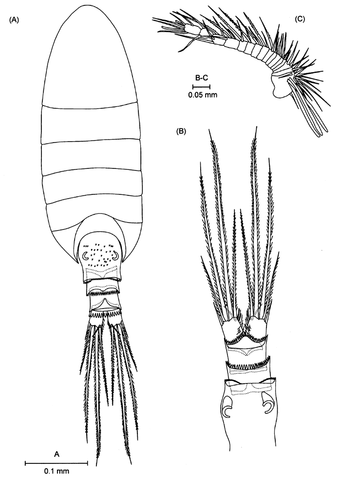 Espèce Pseudocyclops giussanii - Planche 1 de figures morphologiques
