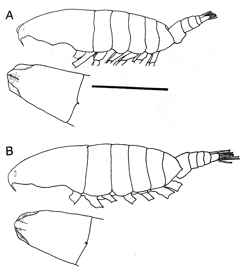 Espce Megacalanus frosti - Planche 5 de figures morphologiques