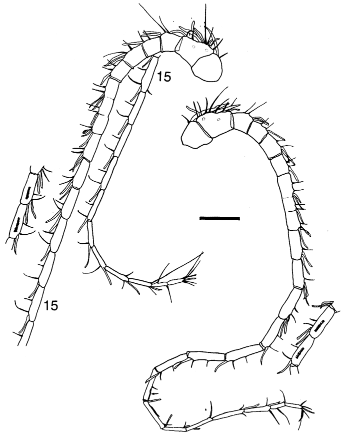 Espce Megacalanus frosti - Planche 8 de figures morphologiques
