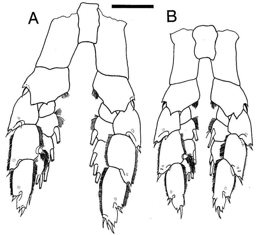 Espce Megacalanus frosti - Planche 10 de figures morphologiques