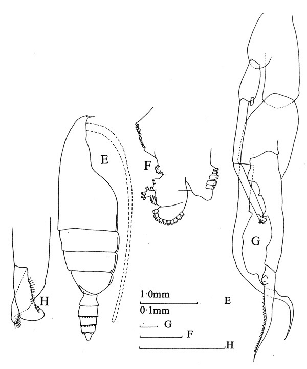 Espce Euchirella venusta - Planche 3 de figures morphologiques