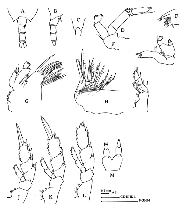 Espèce Undinella simplex - Planche 1 de figures morphologiques