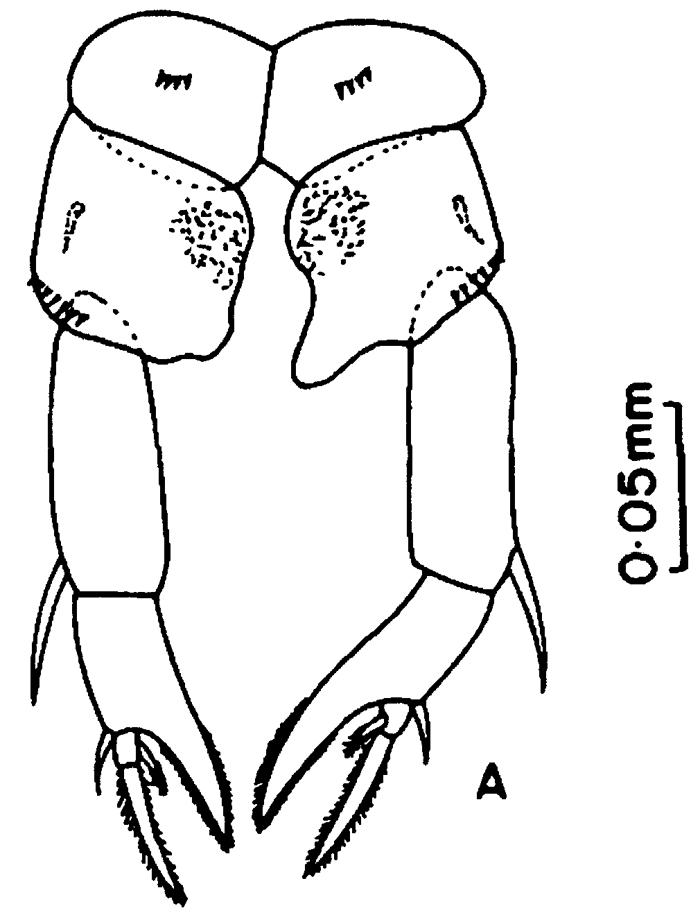 Species Pseudodiaptomus pankajus - Plate 4 of morphological figures